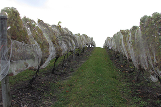 Sistema di compensazione della protezione degli uccelli Zona frutticola dei vigneti