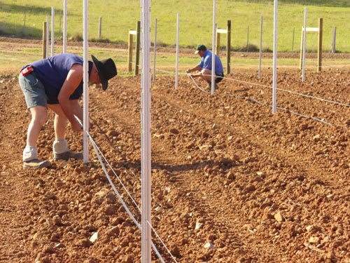 Grapestakes in acciaio.jpg