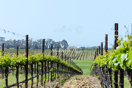 Posizionamento verticale del traliccio (VSP)