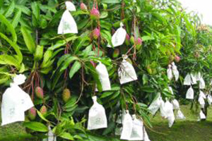 mango che cresce sull'albero.jpg