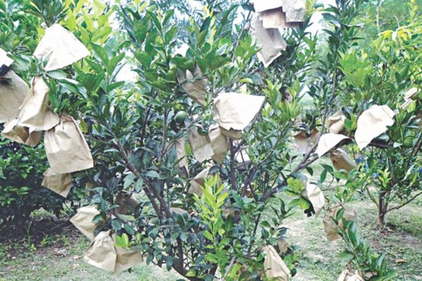 Arance Protection Paper Bag.jpg