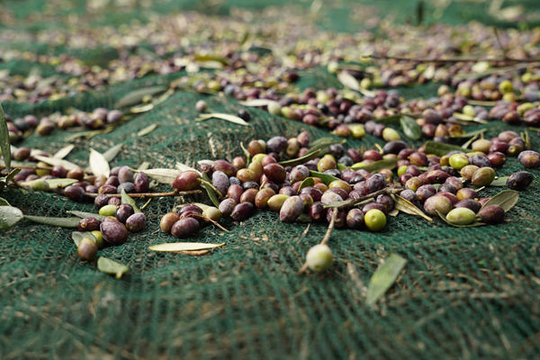 Olive Net Mono Filament per Italy.jpg