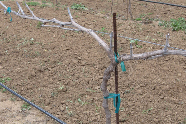 Pencil Rod Training Stakes