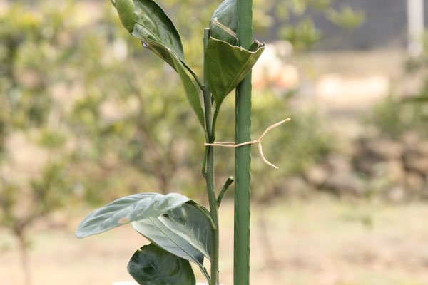 Plastic Plant Stake.jpg