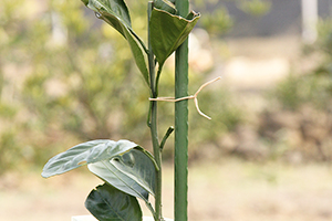 Vite d'uva che lega corda