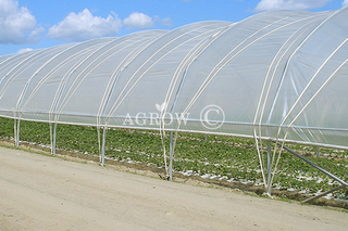 Poly Tunnel a singola baia