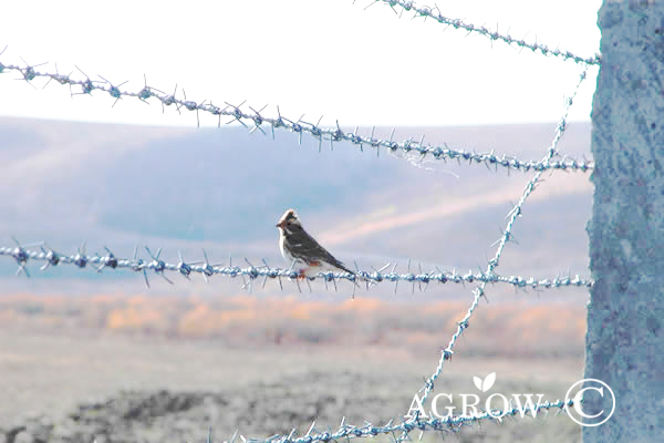 Recinto di filo spinato