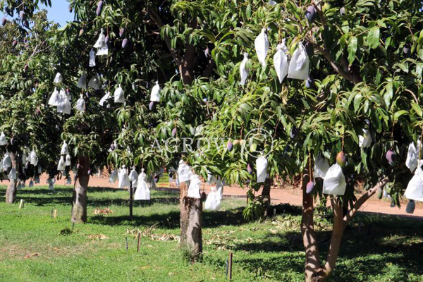 Borse in crescita di mango