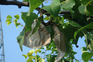 pera che cresce in orchard.jpg