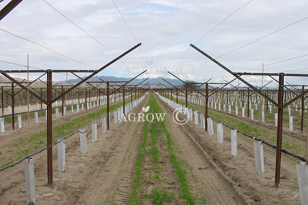 Vineyard Open Gable Trellis System