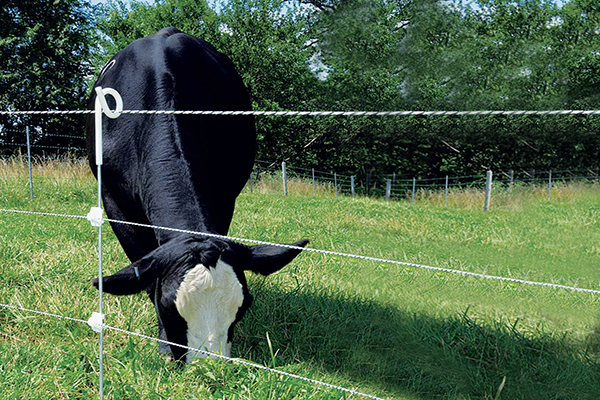 recinto di maiale pigtail post.jpg