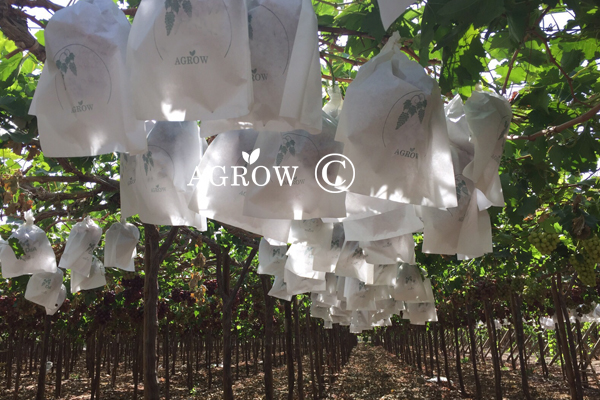 Vite d'uva che lega corda