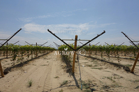 Vineyard Open Gable Trellis System